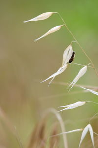 Close-up of butterfly on white flower