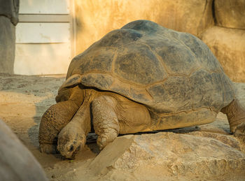 Galapagos giant tortoise on field