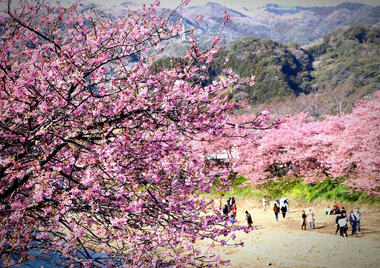 tree, cherry blossom, blossom, cherry tree, beauty in nature, flower, nature, springtime, growth, pink color, branch, fragility, real people, outdoors, day, freshness, scenics, men, sky, people