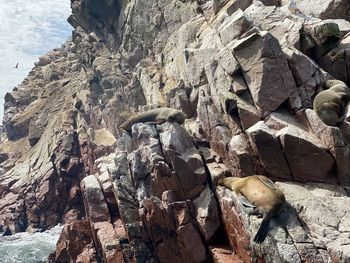 High angle view of lizard on rock