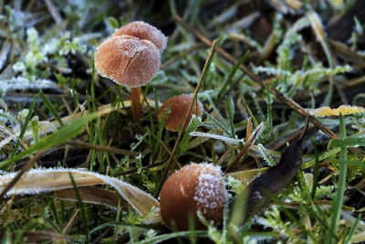 Close-up of mushroom growing on field