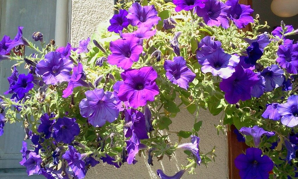 flower, purple, freshness, fragility, petal, growth, plant, beauty in nature, flower head, blooming, nature, in bloom, leaf, high angle view, potted plant, pink color, close-up, no people, botany, day