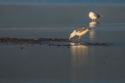 Seagulls perching on lake