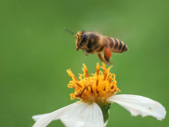 Close-up of bee on flower