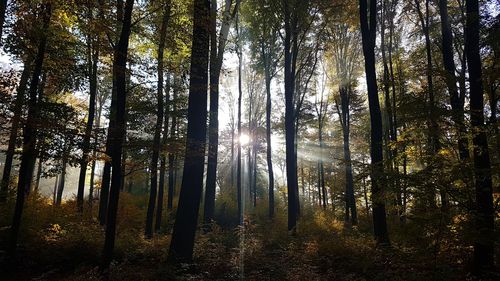 Sunlight streaming through trees in forest