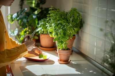 Close-up of potted plant on table