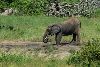 Elephant standing in forest