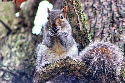 Portrait of squirrel on tree