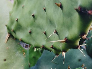 Close-up of succulent plant