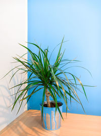 Close-up of potted plant on wooden table by wall