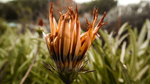 Close-up of plant growing outdoors