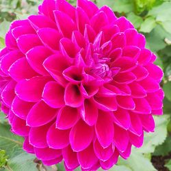 Close-up of pink dahlia flower