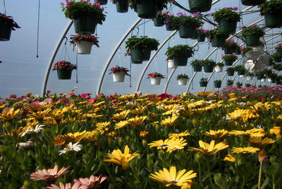 Scenic view of flowering plants and trees against sky