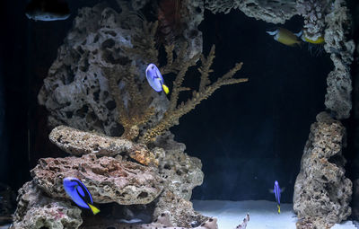 Aquarium of exotic fish swimming