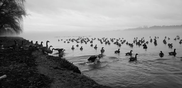 Flock of birds by the river against sky