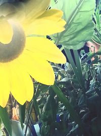 Close-up of yellow flower