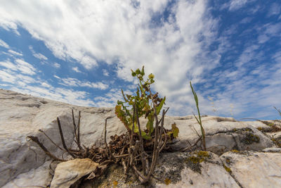 Scenic view of flowering plants on land against sky