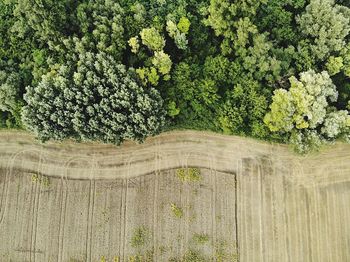 View of flowering plants against trees