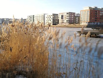 Plants growing on river by buildings in city against sky