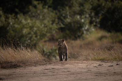 Leopard stands on sandy track on savannah