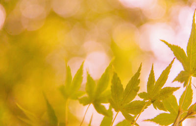 Close-up of plant leaves