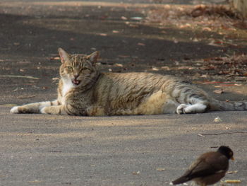 Cat resting on street in city