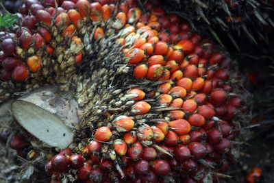 High angle view of oil palm fruits