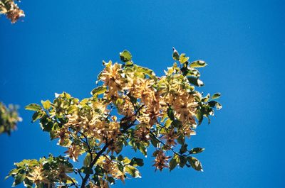 Low angle view of flowering tree against clear blue sky