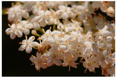 Close-up of flowers