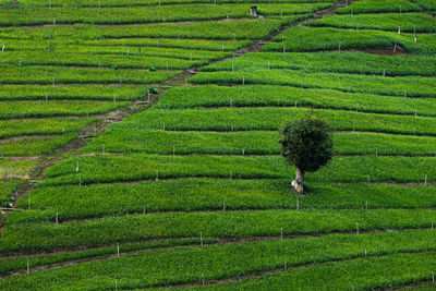 High angle view of agricultural field