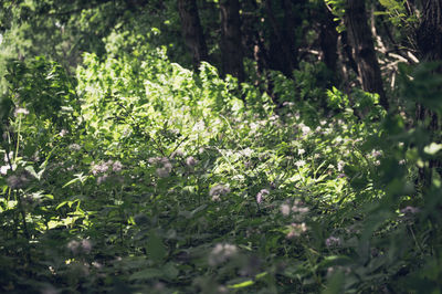 Close-up of fresh flowers