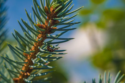 Close-up of ladybug on a pine tree