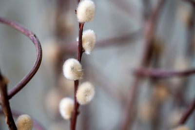 Close-up of white flowering plant