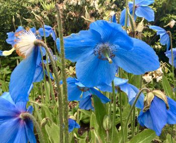 Close-up of blue flowering plant on field