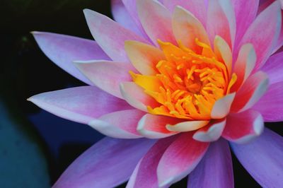 Close-up of flower blooming outdoors