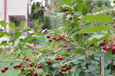 Red berries growing on tree