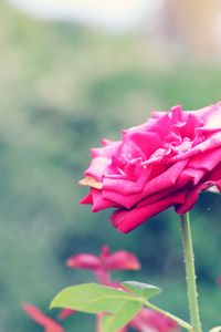 Close-up of pink flower blooming outdoors