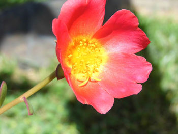 Macro shot of pink flower