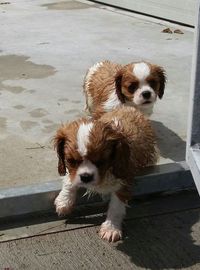 Close-up of dogs walking together