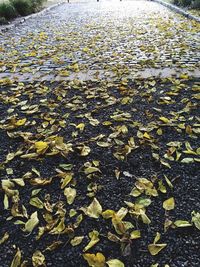 Fallen leaves in pond
