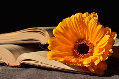 Old books lying open with bright yellow flower for reading club, book club, books and flowers