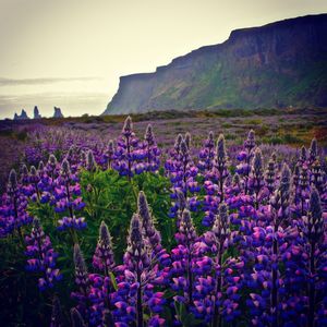 Purple flowers growing in field