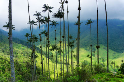 Trees on field at cocora valley