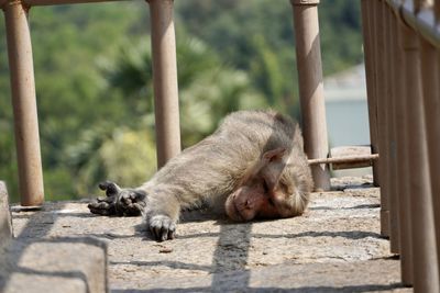 Monkey sleeping on a zoo