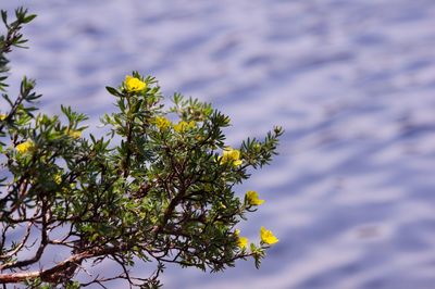 Close-up of yellow flowering plant against cloudy sky