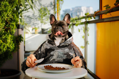 Portrait of frennch bulldog dog eating from plate on table in balcony at home