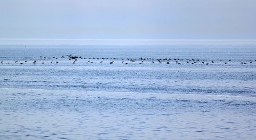 Birds flying over sea