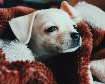 Close-up of dog resting on bed