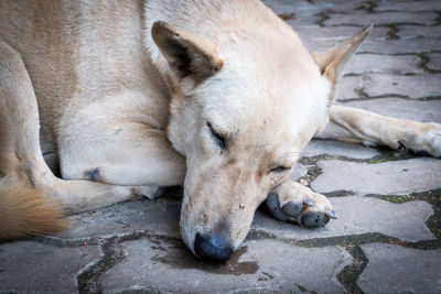 Close-up of dog sleeping on footpath