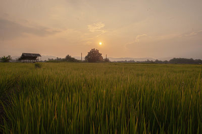 Scenic view of agricultural field against sky during sunset